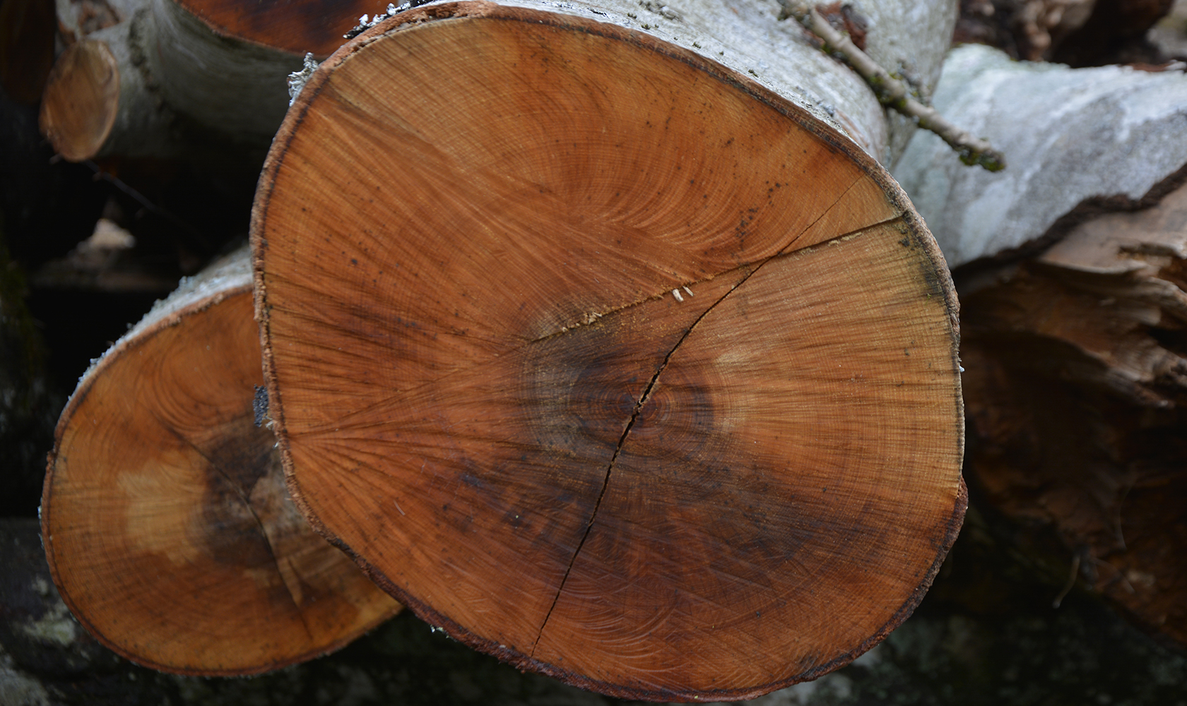 holz