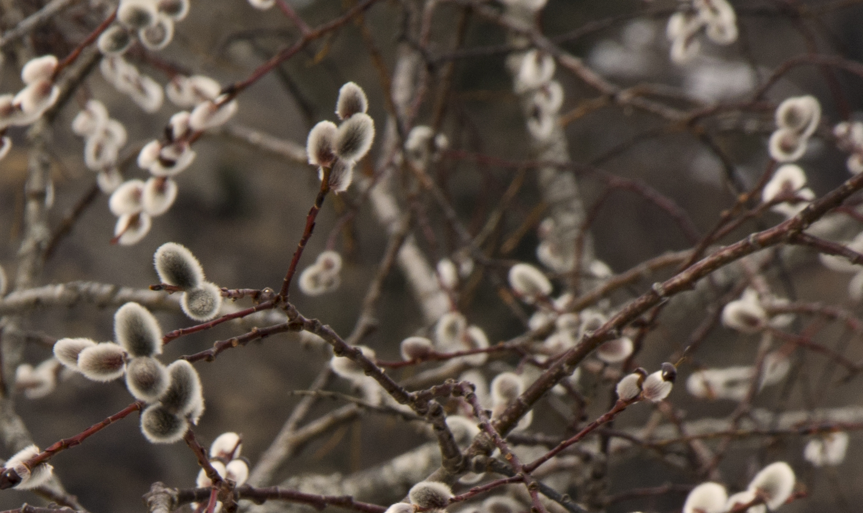 spring