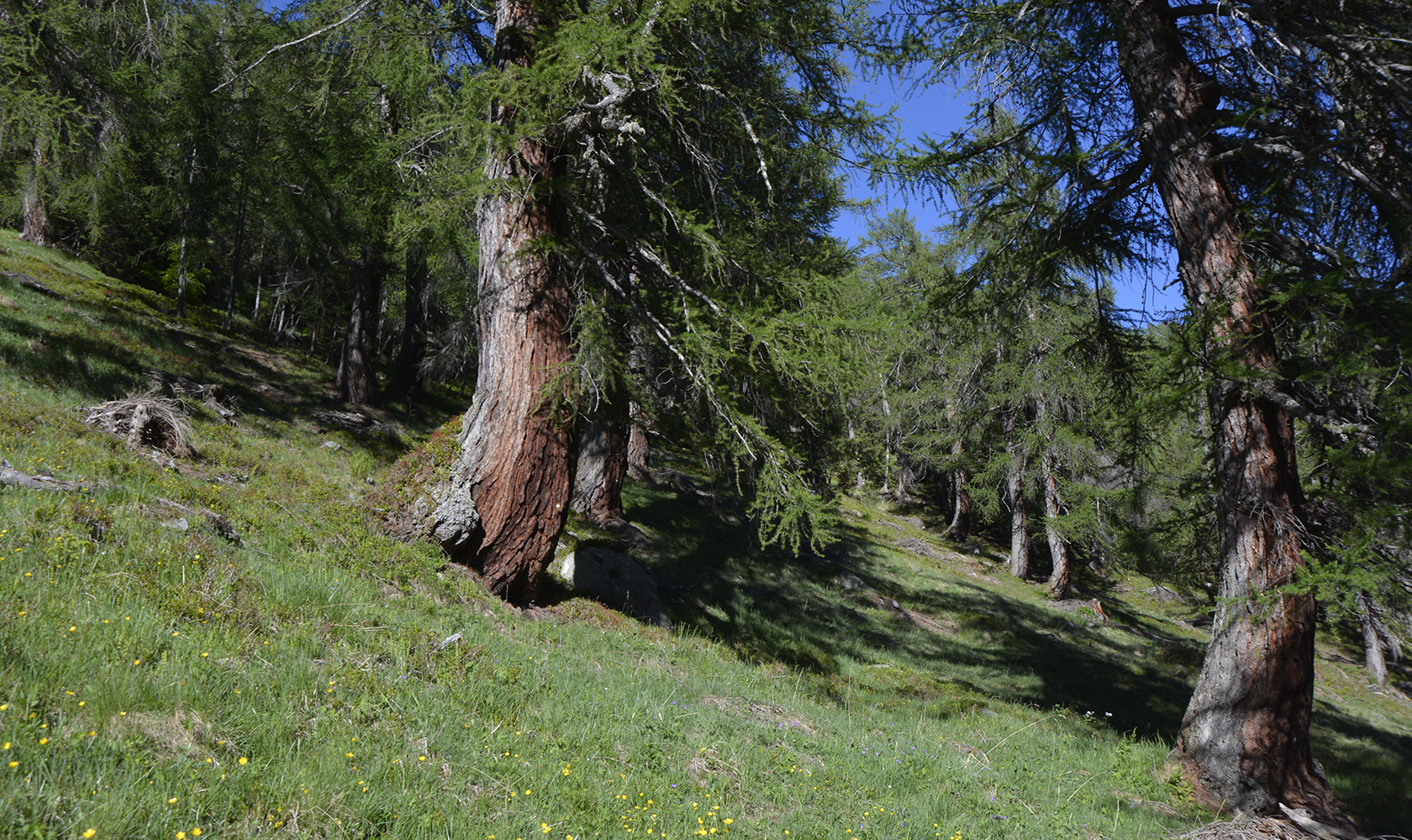 tree